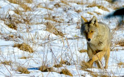A Holiday Break for All Creatures, Great and Small
