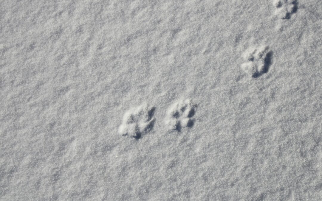 The Quiet Story of a Winter’s Day