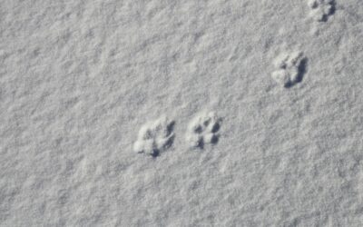 The Quiet Story of a Winter’s Day