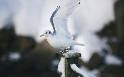 The Greatest Gift on Skis: A Christmas Journey into the Wild