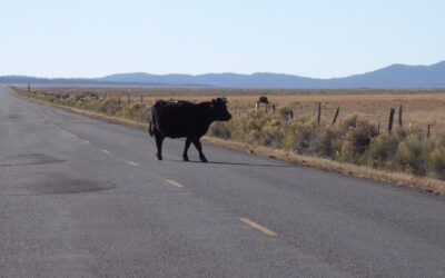 Sharing Our Highways with Wildlife