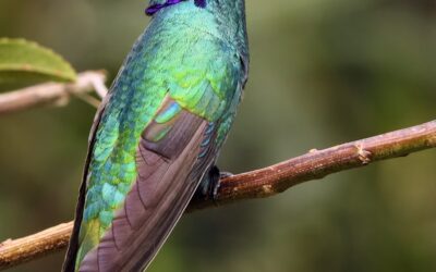 The Secret Superpowers of Summer Wildlife