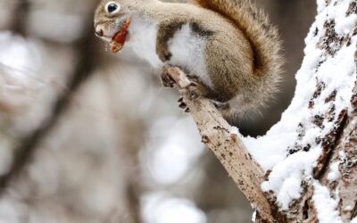 Back to the Books: A New Year’s Resolution for the Wild